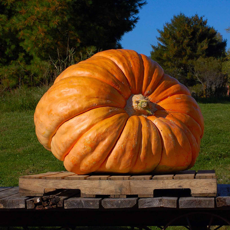 Pumpkin Seeds 'Mammoth'