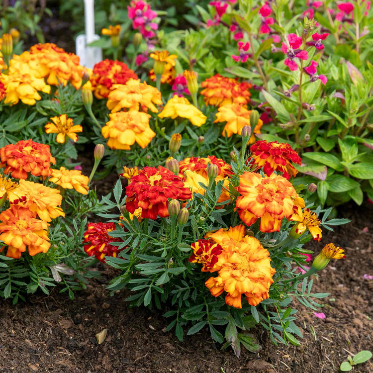 Marigold 'Durango Select Mixed'