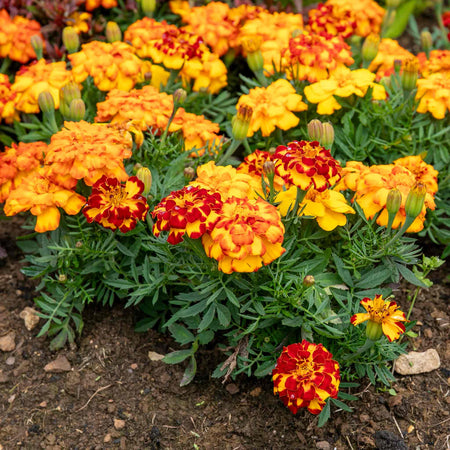 Marigold 'Durango Select Mixed'