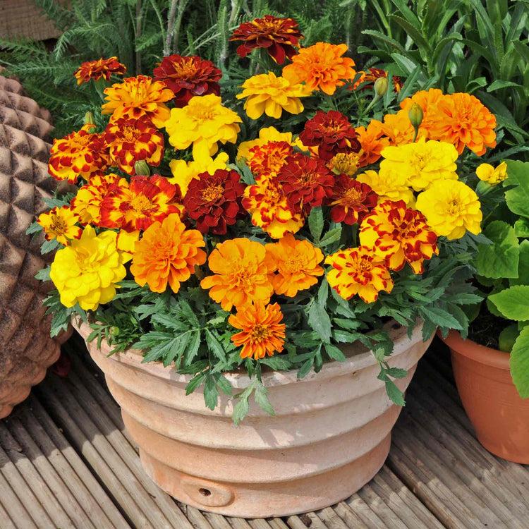 Marigold 'Durango Select Mixed'