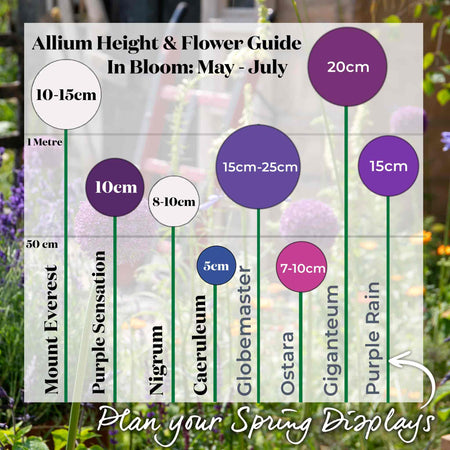 Marshalls 'Ultimate Allium'  Collection