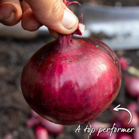Onion 'Mammoth Red'