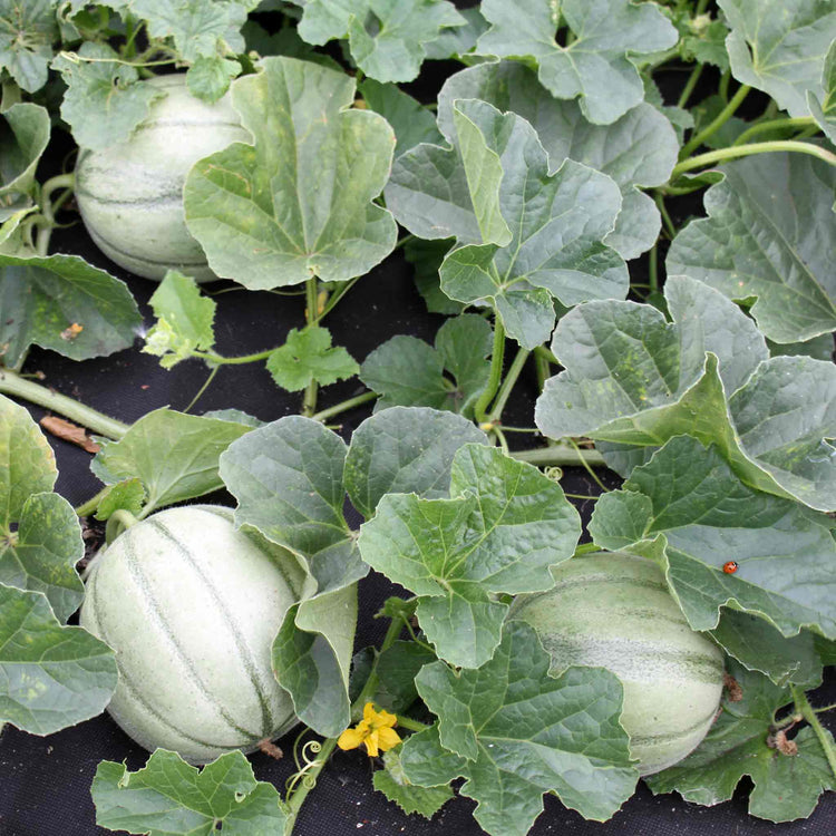 Melon 'Alvaro'