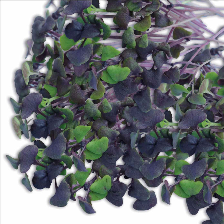 Micro Leaf Seeds Collection