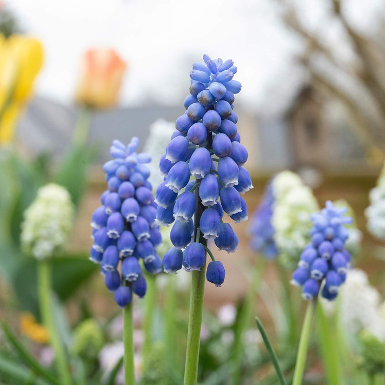 Grape Hyacinth Muscari