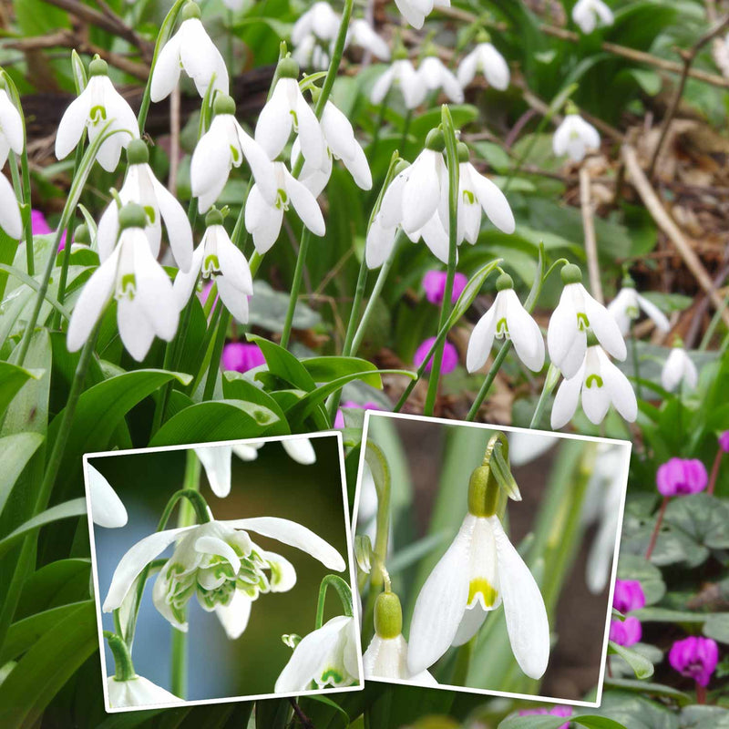 Snowdrop Bulbs Collection