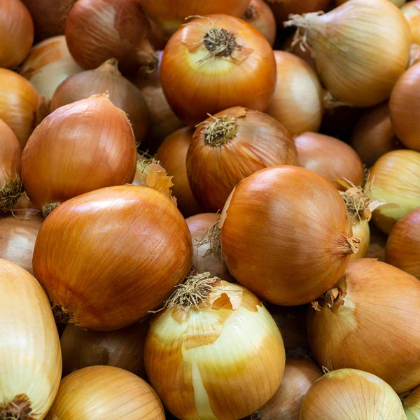 Onion ‘Corrado’ Heat Prepared (Spring Planting)