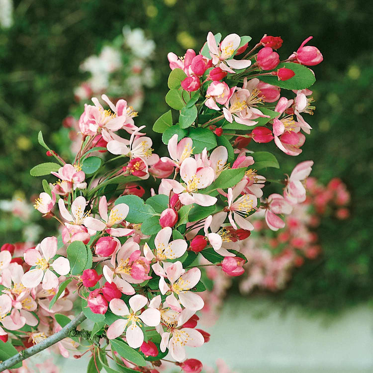 Crab Apple Malus x Floribunda