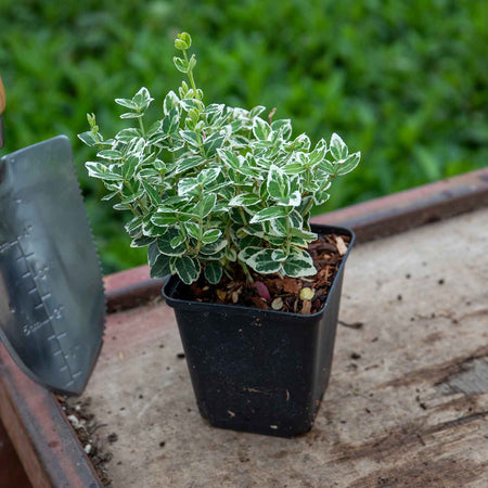Euonymus Fortunei 'Emerald Gaiety'