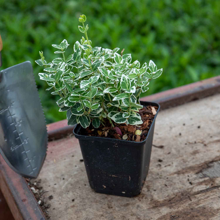 Euonymus Fortunei 'Emerald Gaiety'