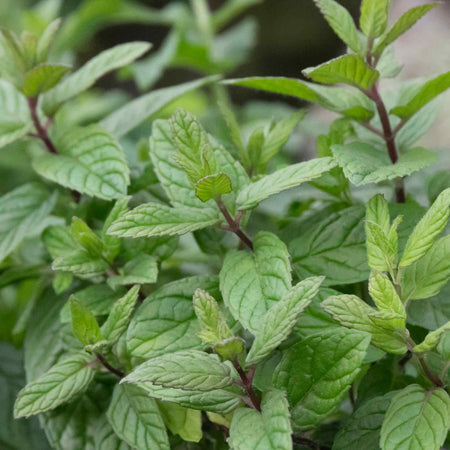 Mint 'Peppermint'