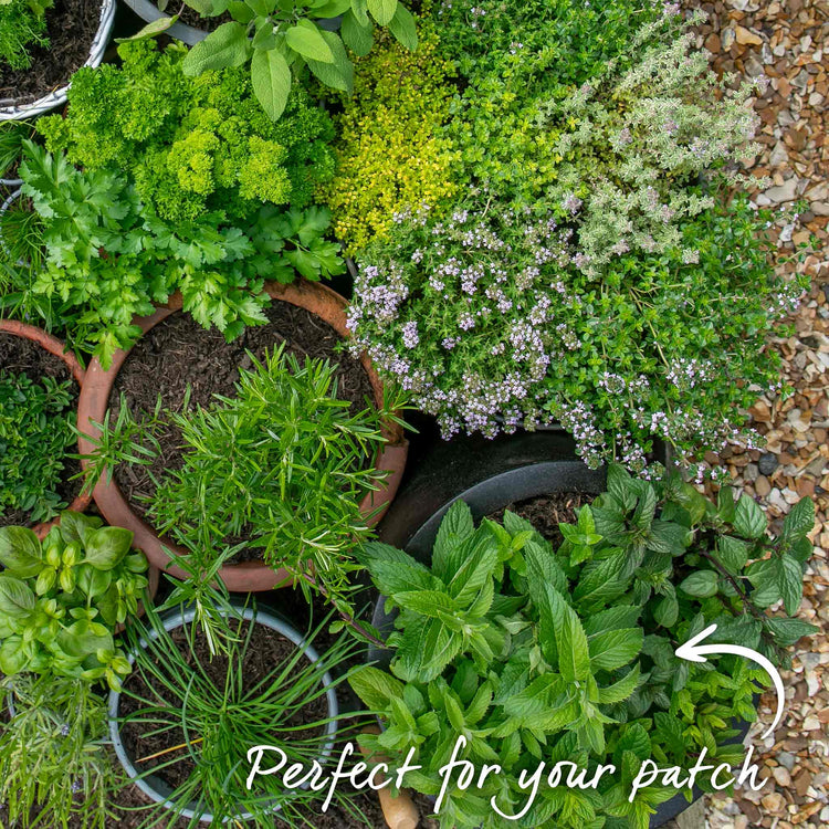 Mint 'Peppermint'