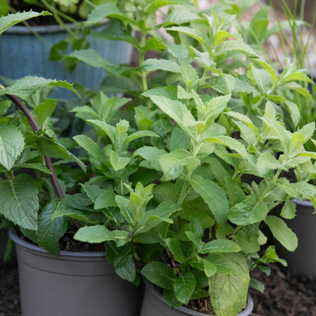 Mint 'Spearmint'
