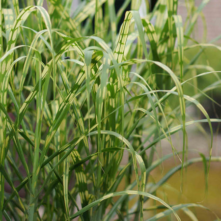 Miscanthus 'Giganteus Alligator'