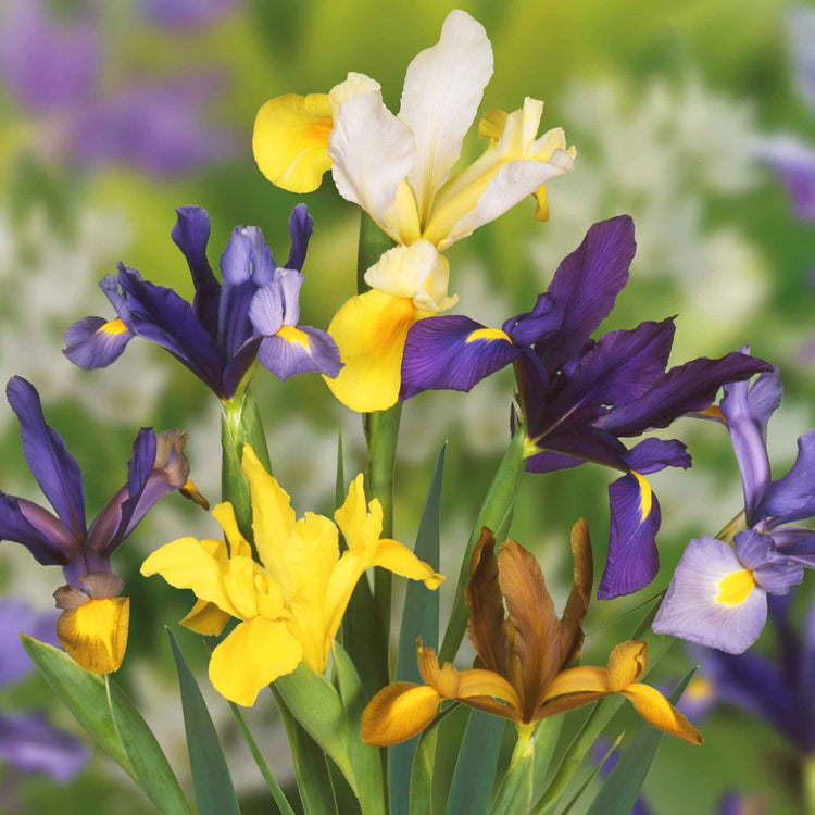 All Summer Long 100 Flower Bulb Mix