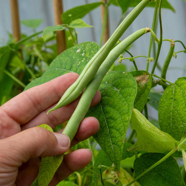 French Bean Dwarf Seeds 'Modesto'