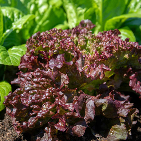 Lettuce Seeds 'Lollo Rossa'