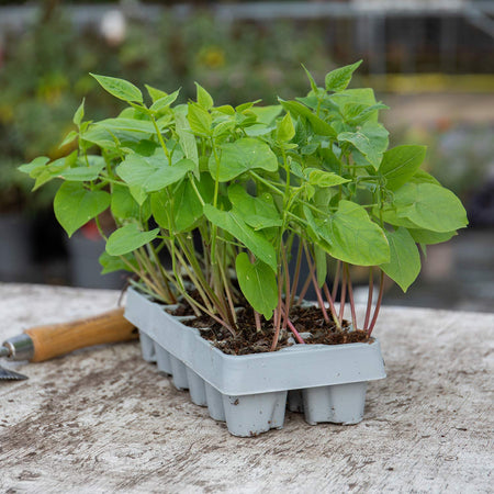 French Bean 'Dwarf Tender Green'