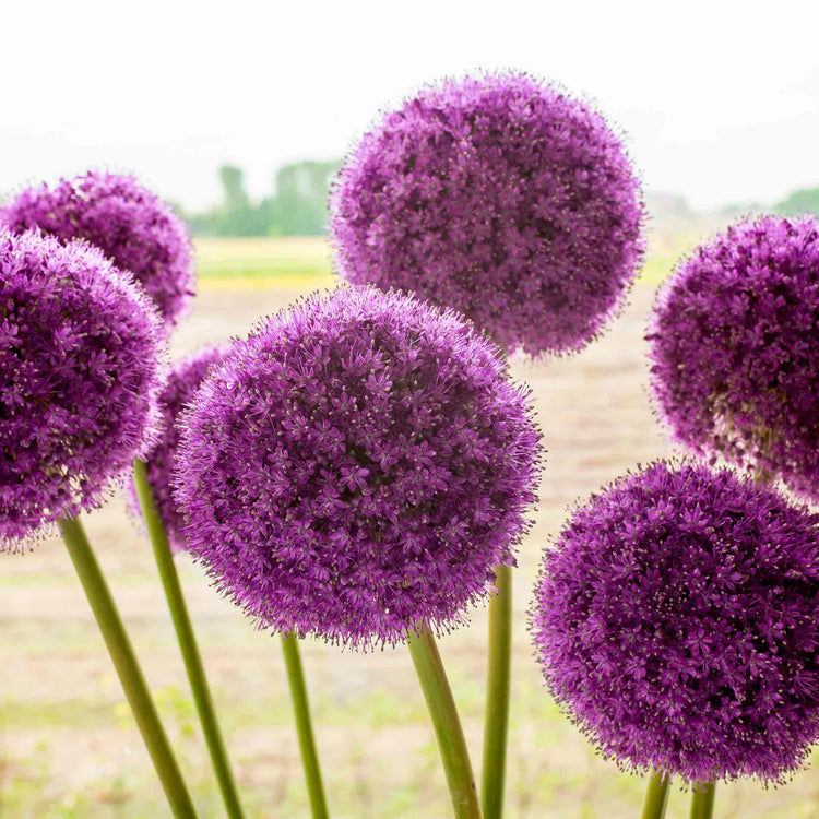 Allium 'Giganteum'
