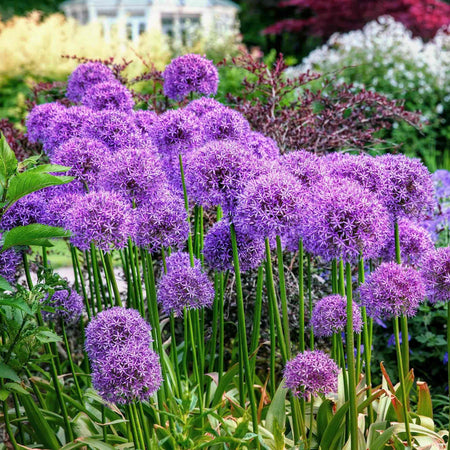 Allium 'Globemaster'