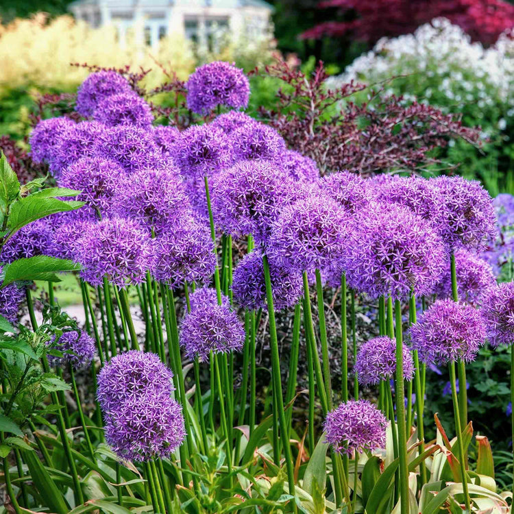 Allium 'Globemaster'