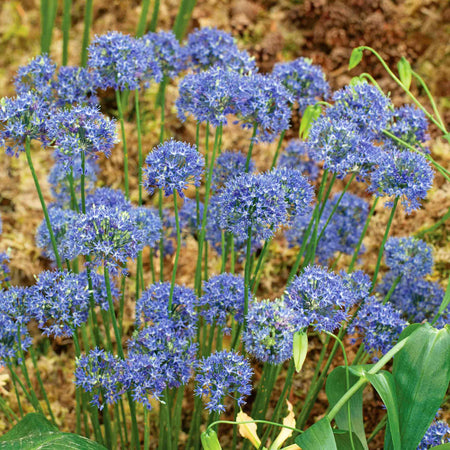 Allium 'Caeruleum'