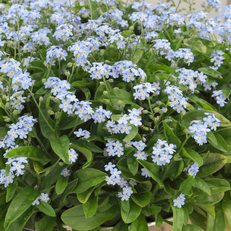 Forget Me Not 'Mon Amie Blue'