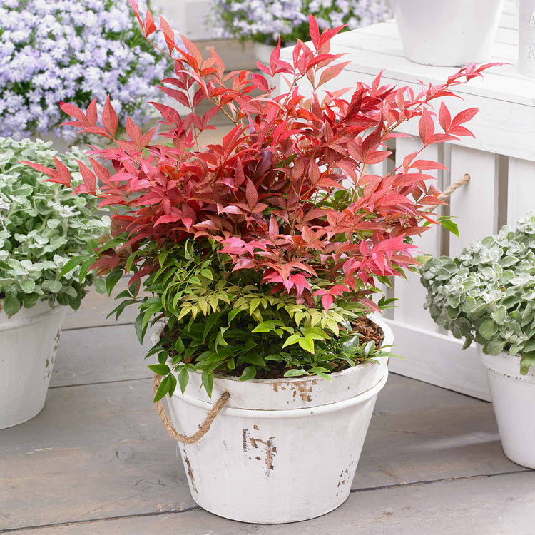Nandina Dom 'Obsessed'