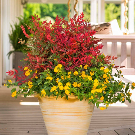 Nandina Dom 'Obsessed'