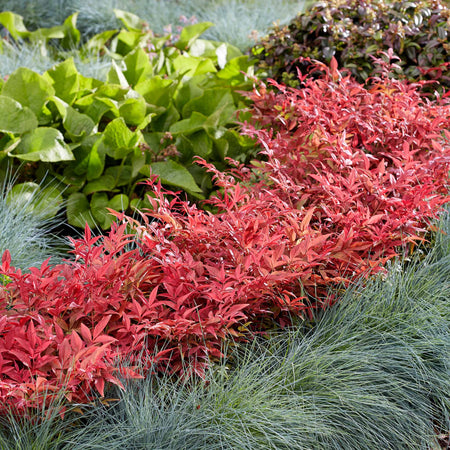 Nandina Dom 'Obsessed'