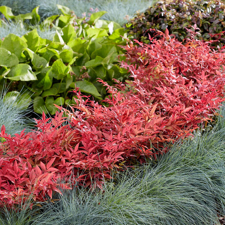 Nandina Dom 'Obsessed'