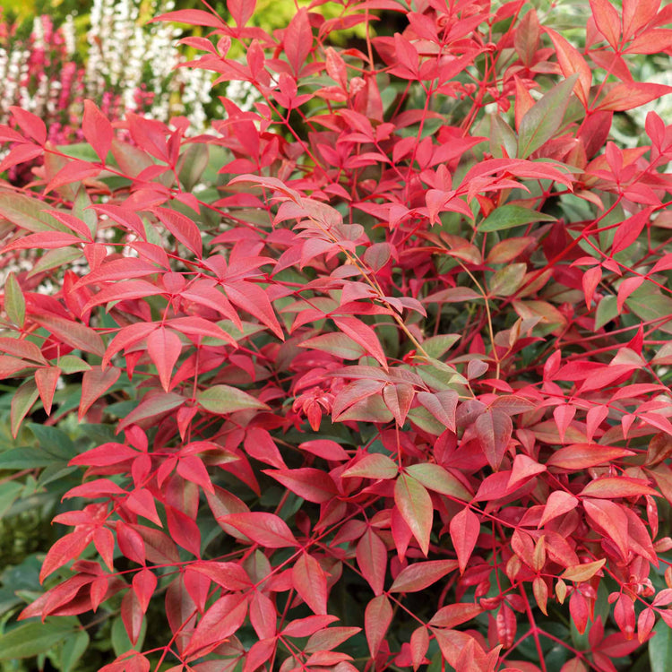 Nandina Dom 'Obsessed'