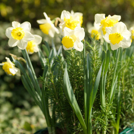 Daffodil 'Ice Follies'
