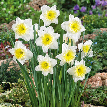 Daffodil 'Ice Follies'
