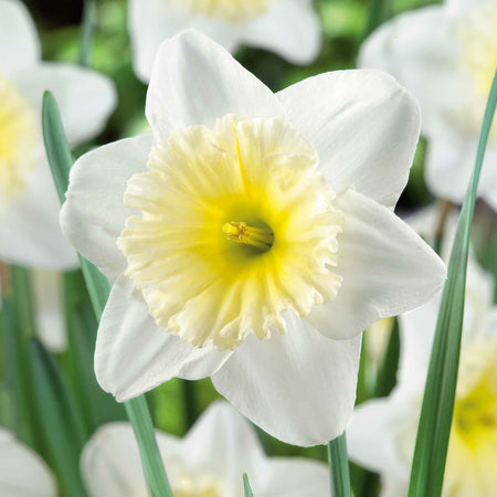Daffodil 'Ice Follies'