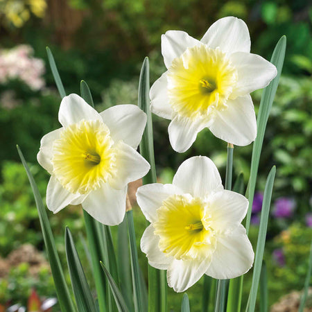 Daffodil 'Ice Follies'