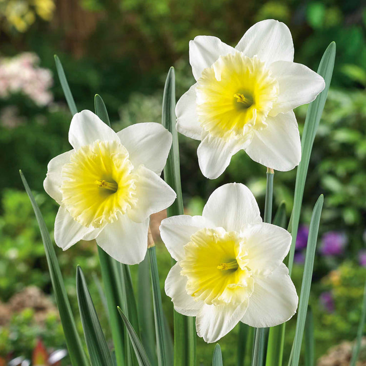 Daffodil 'Ice Follies'