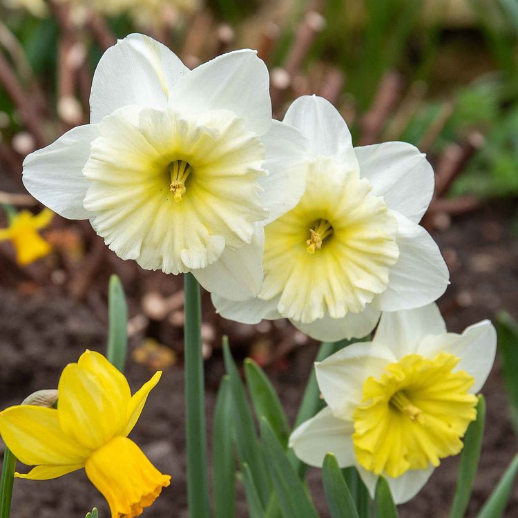 Daffodil 'Ice Follies'