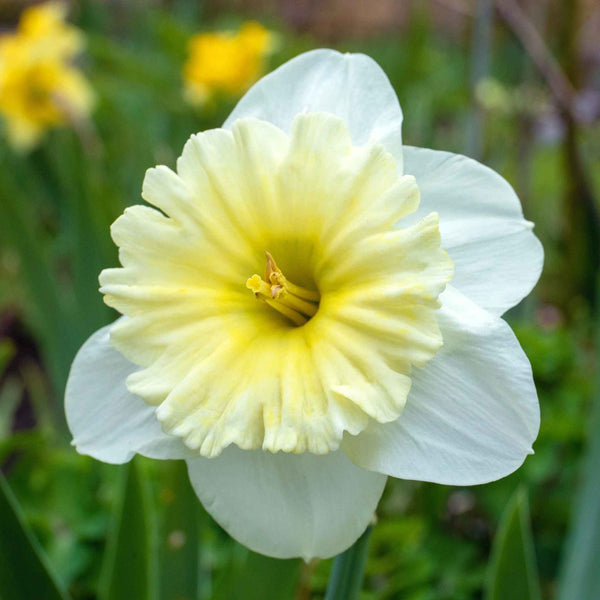 Daffodil 'Ice Follies'