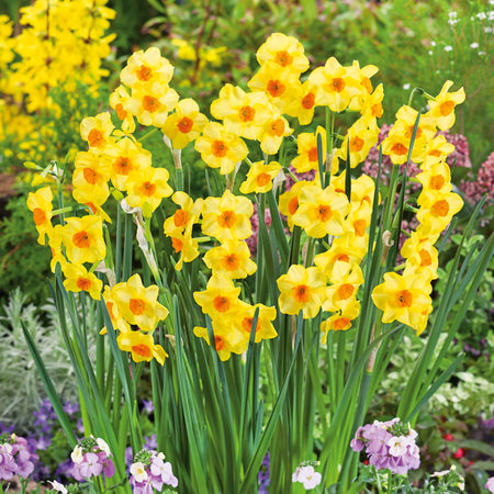 Daffodil  'Martinette'