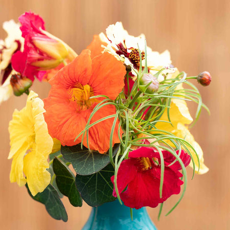 Nasturtium Seeds 'Baby Fiesta Mix'