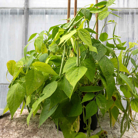 Dwarf French Bean Seeds 'Nautica'
