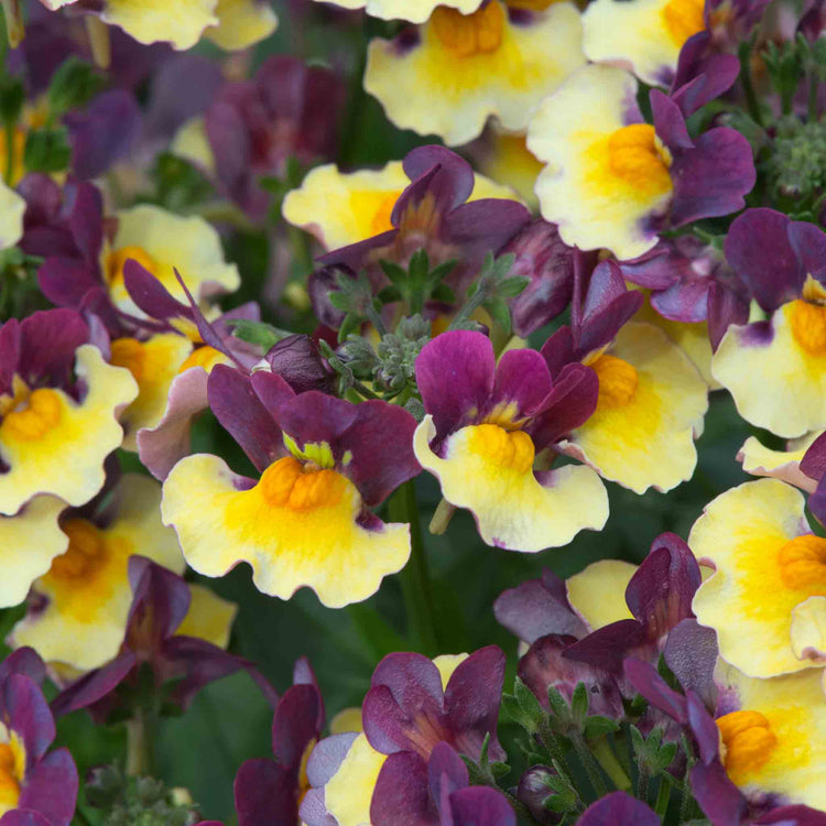 Nemesia 'Rhubarb and Custard'