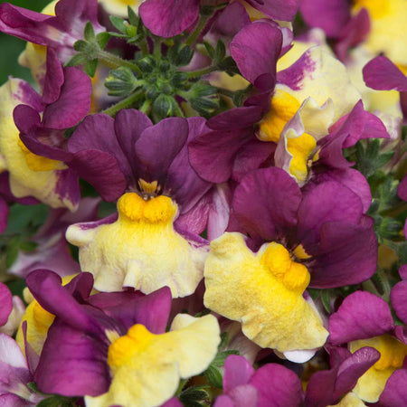 Nemesia 'Rhubarb and Custard'