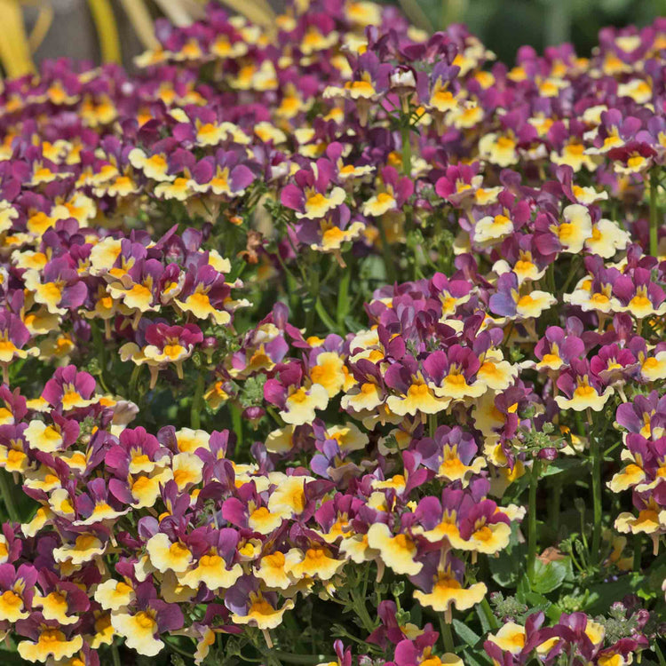 Nemesia 'Rhubarb and Custard'