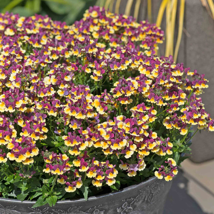 Nemesia 'Rhubarb and Custard'