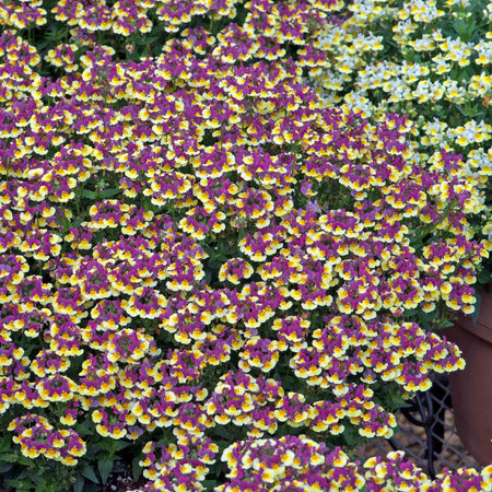 Nemesia Collection