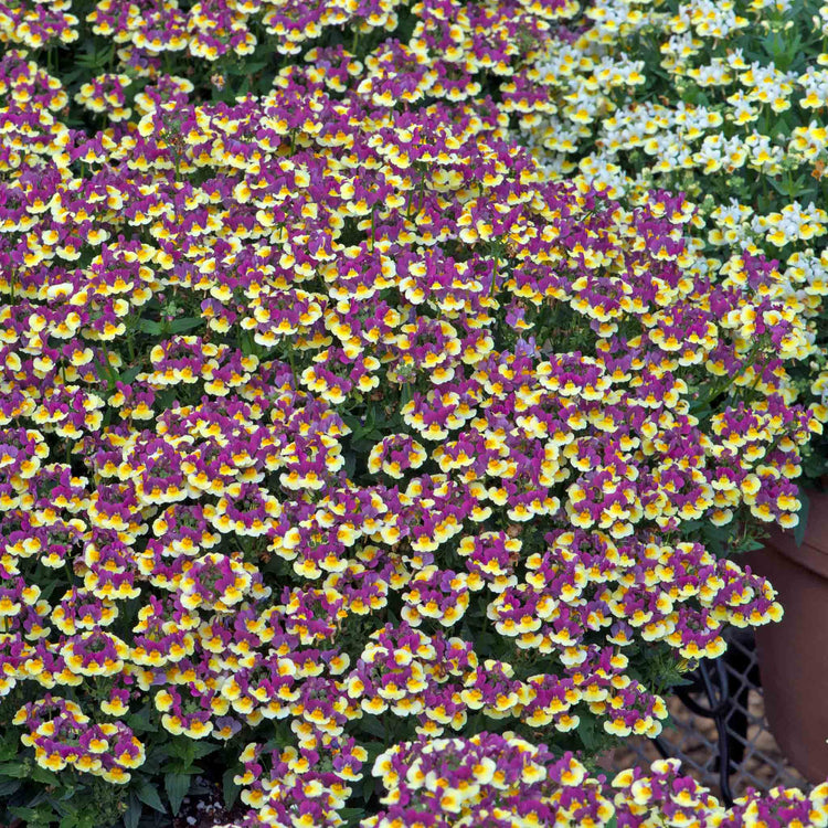 Nemesia Collection