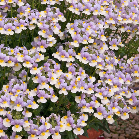 Nemesia 'Easter Bonnet'