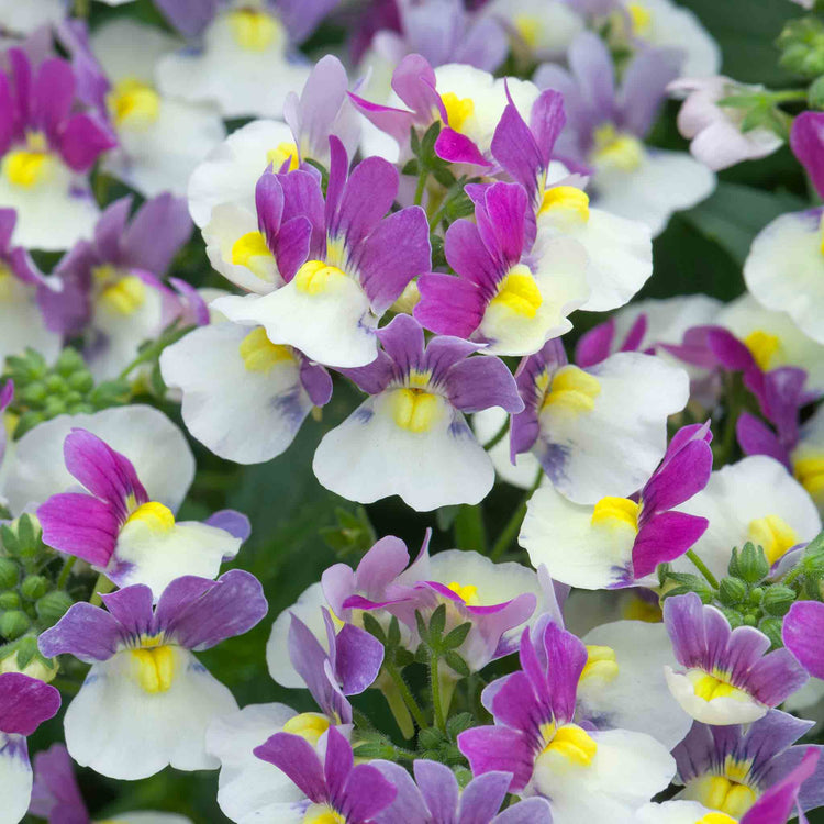 Nemesia 'Melody Aria'